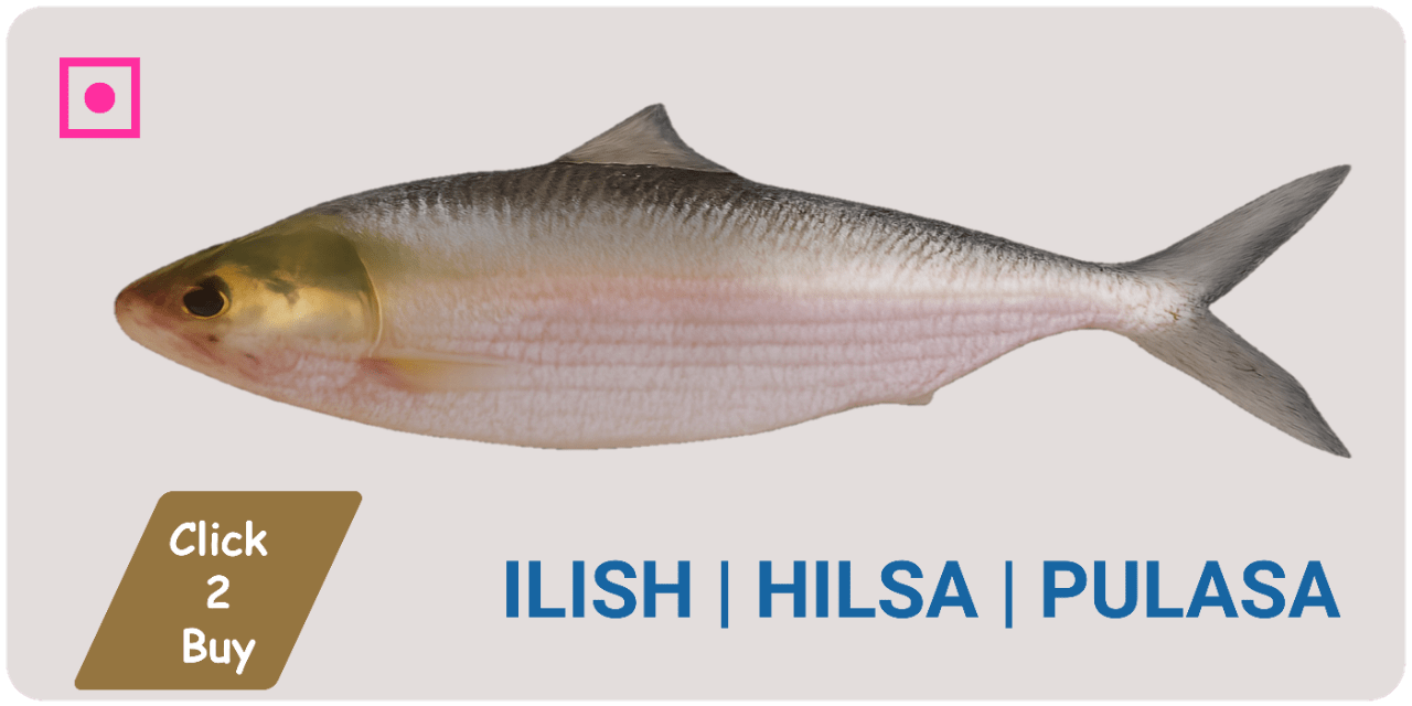 Ilish fish | Pulasa | Hilsa