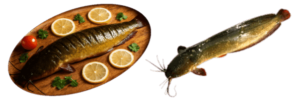 Local magur | Local Catfish 