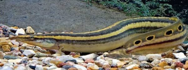 Tura fish | Goichi | Eel