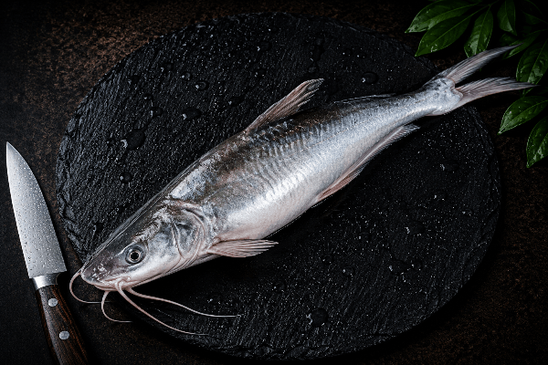 Large Ari / Aar Mach  / Aor Fish / Singhara / Seenghala | 3 kgs and above - 1 kg
