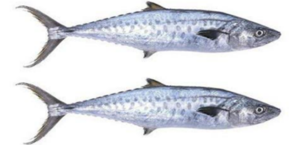 Buy Seer fish online in Guwahati/buy seafish online in Guwahati 