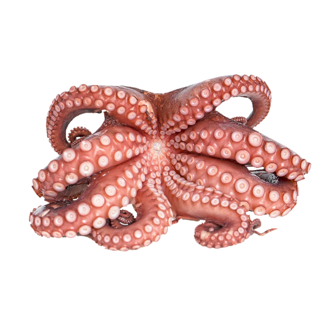 octopus online