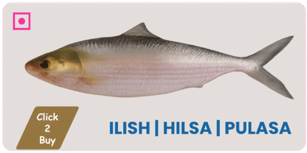 Ilish | Hilsa | Pulasa | Palva