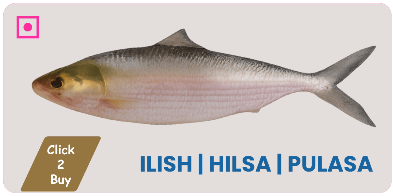 Ilish fish | Pulasa | Hilsa